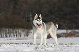 SIBERIAN HUSKY 462